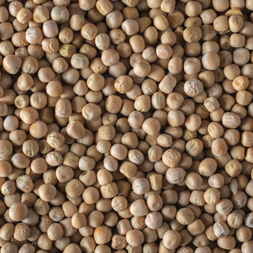 Pea Grain